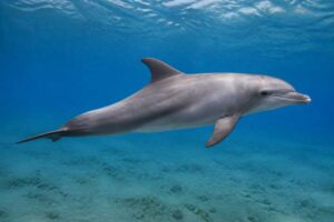 Image of a Indo-Pacific Bottlenose Dolphin in its natural habitat