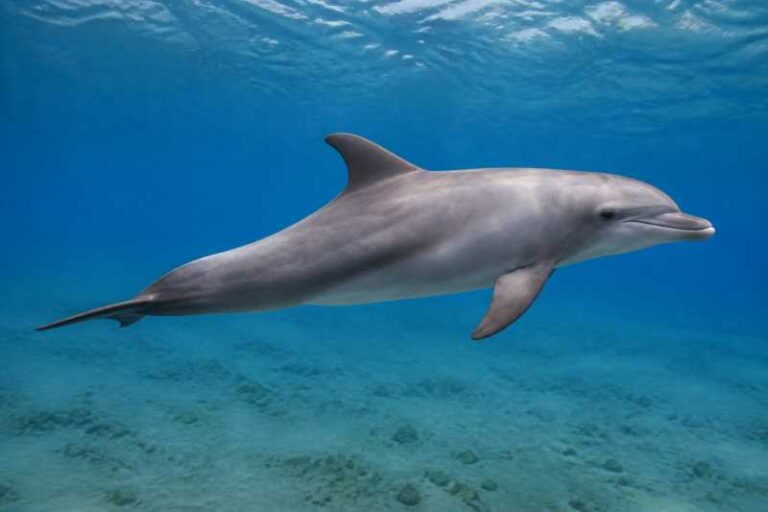 Image of a Indo-Pacific Bottlenose Dolphin in its natural habitat