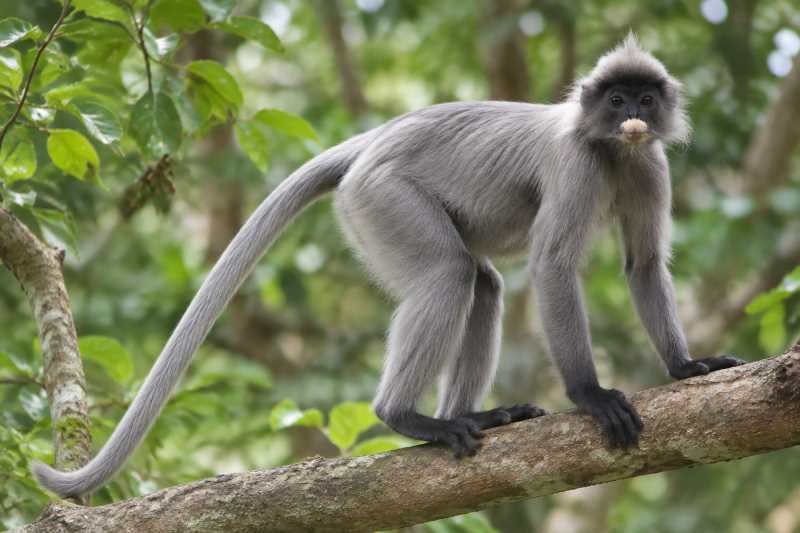 Image of a Indochinese Gray Langur in its natural habitat