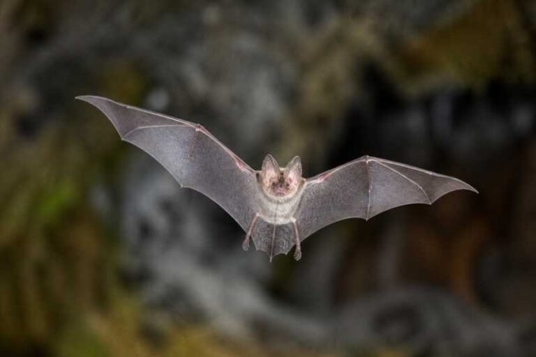 Image of a Indochinese Horseshoe Bat in its natural habitat