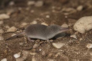 Image of a Inyo Shrew in its natural habitat