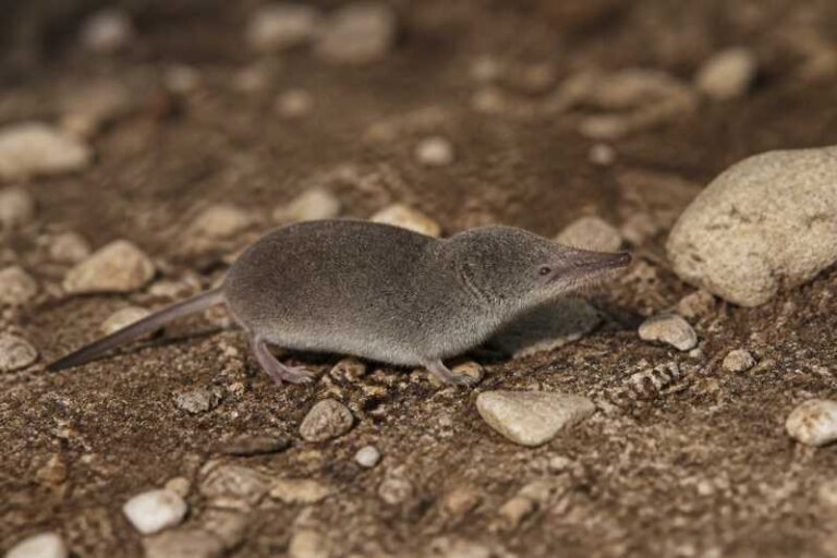Image of a Inyo Shrew in its natural habitat