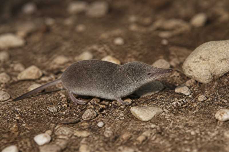 Image of a Inyo Shrew in its natural habitat