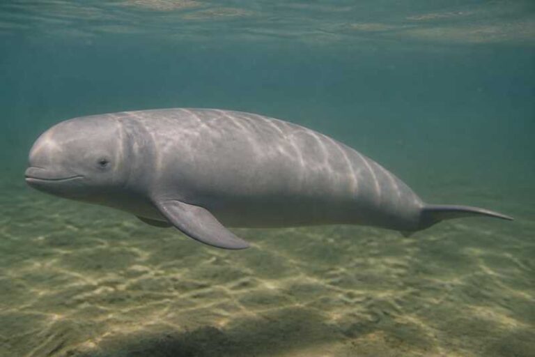 Image of a Irrawaddy Dolphin in its natural habitat