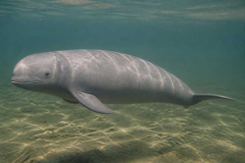 Image of a Irrawaddy Dolphin in its natural habitat