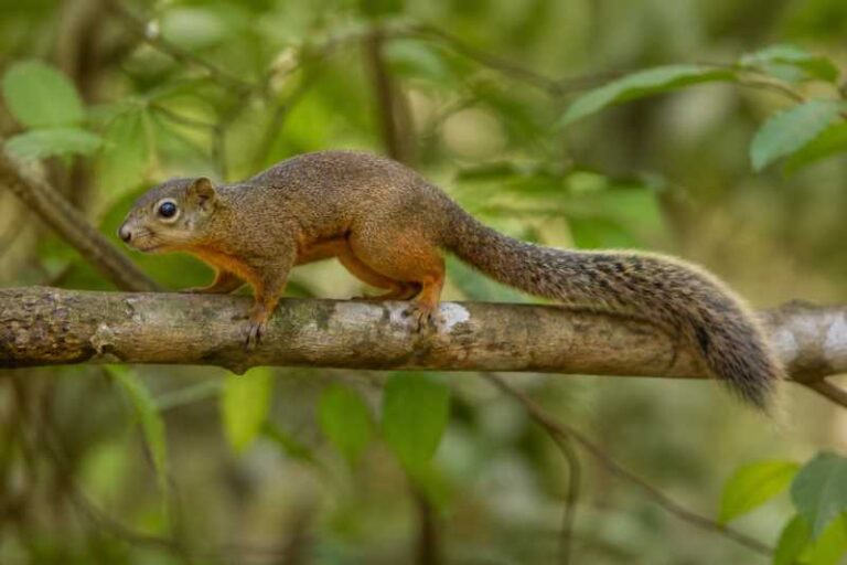 Image of a Irrawaddy Squirrel in its natural habitat