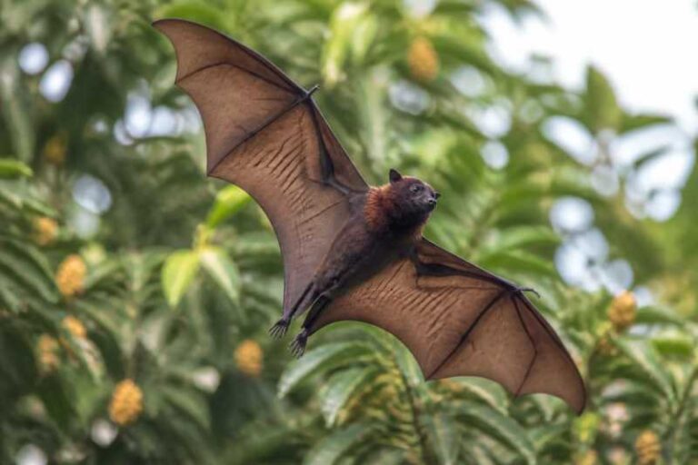 Image of a Island Tube-nosed Fruit Bat in its natural habitat