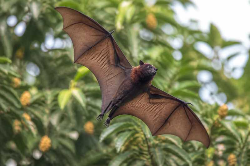 Image of a Island Tube-nosed Fruit Bat in its natural habitat
