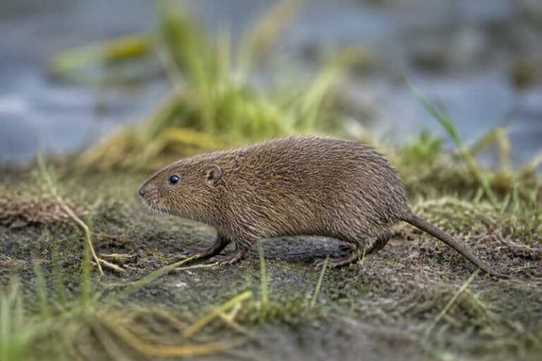 Image of a Italian Water Vole in its natural habitat
