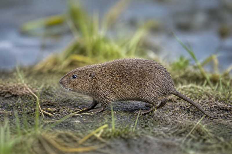 Image of a Italian Water Vole in its natural habitat