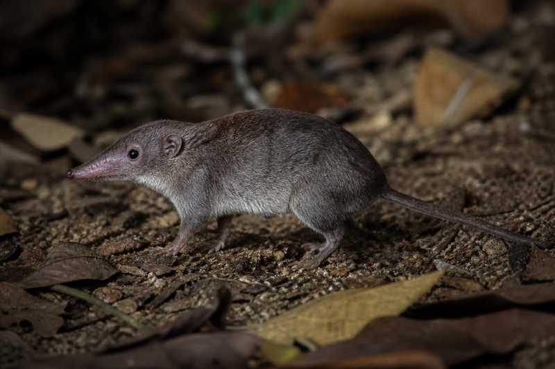 Image of a Itapevi Hocicudo in its natural habitat