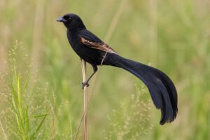 Image of a Jackson's Widowbird in its natural habitat