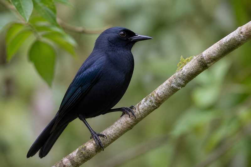 Image of a Jamaican Blackbird in its natural habitat