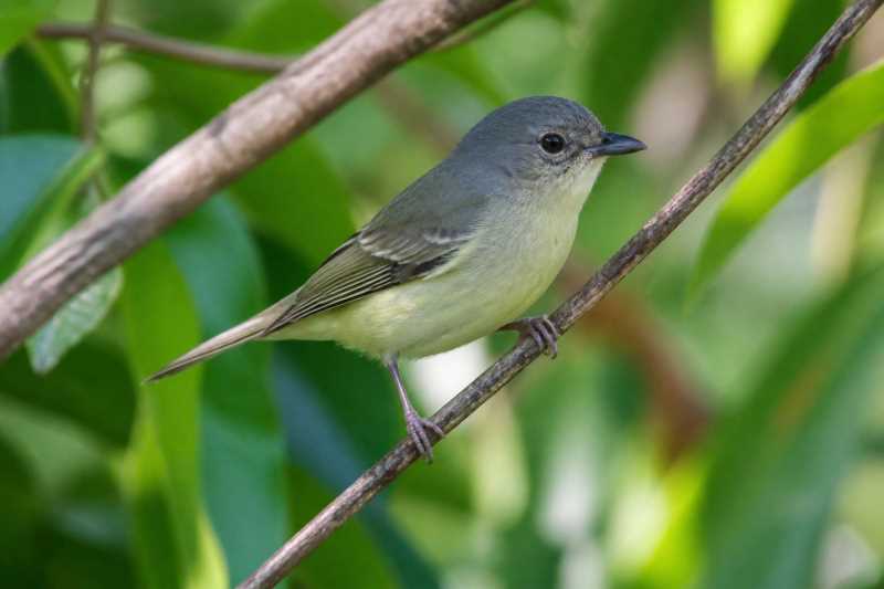 Image of a Jamaican Vireo in its natural habitat