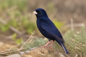 Image of a Jambandu Indigobird in its natural habitat