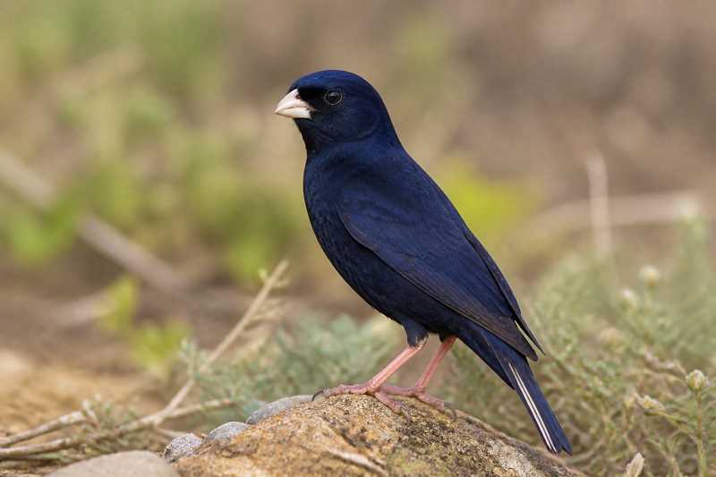 Image of a Jambandu Indigobird in its natural habitat