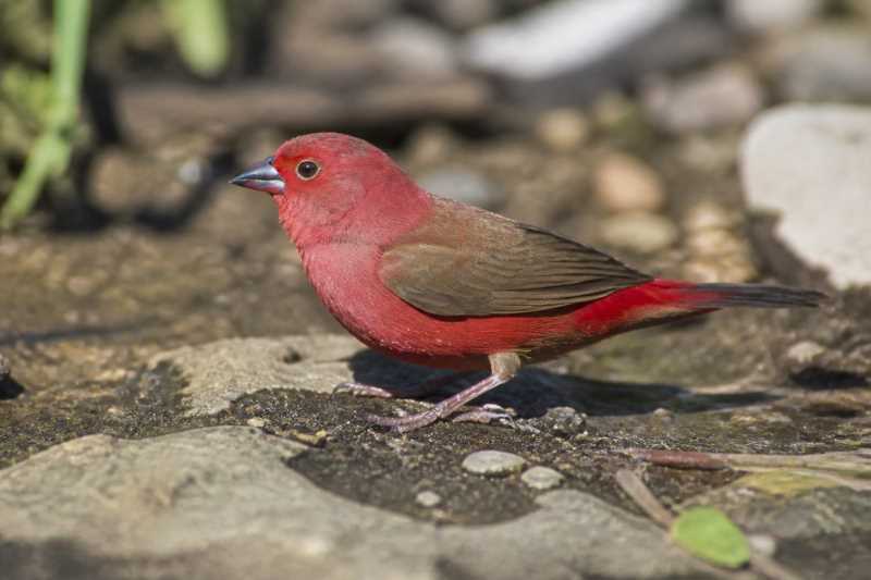 Image of a Jameson's Firefinch in its natural habitat