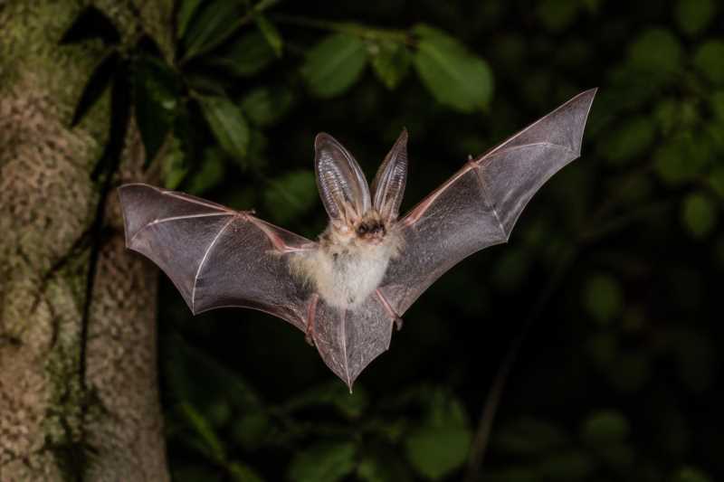 Image of a Japanese Long-eared Bat in its natural habitat