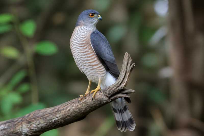 Image of a Japanese Sparrowhawk in its natural habitat