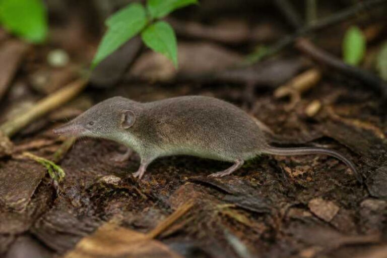 Image of a Jenkins's Shrew Tenrec in its natural habitat