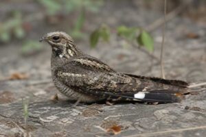 Image of a Jungle Nightjar in its natural habitat