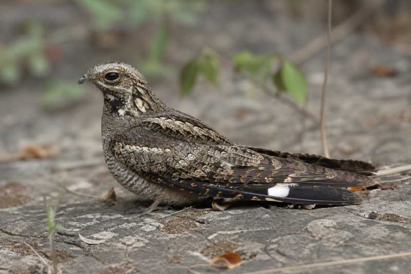 Image of a Jungle Nightjar in its natural habitat