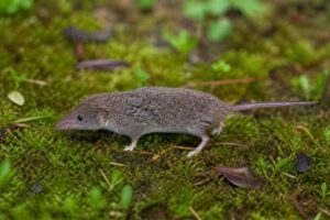 Image of a Kahuzi White-toothed Swamp Shrew in its natural habitat