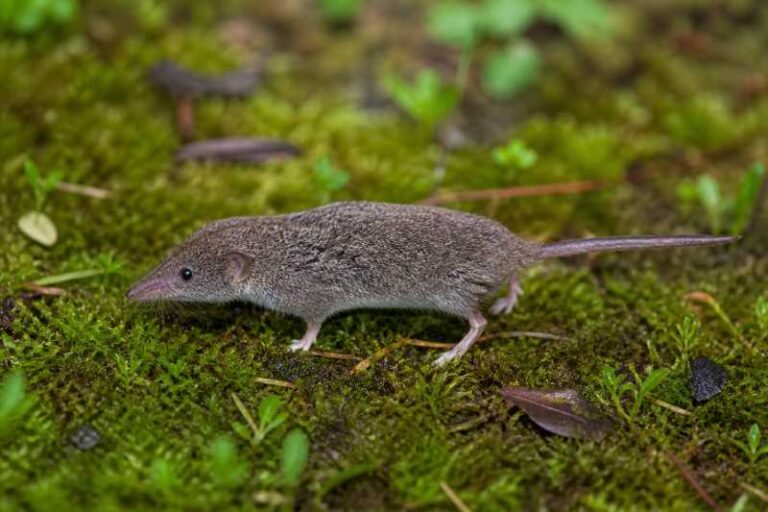 Image of a Kahuzi White-toothed Swamp Shrew in its natural habitat