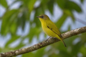 Image of a Kai Kecil White-eye in its natural habitat
