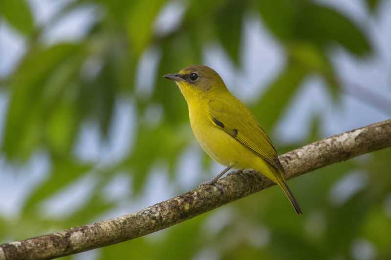Image of a Kai Kecil White-eye in its natural habitat