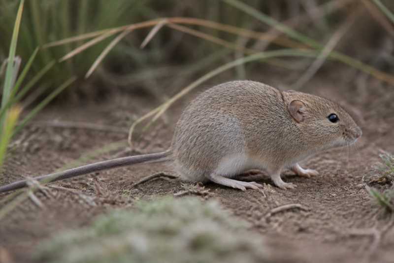 Image of a Karoo Vlei Rat in its natural habitat