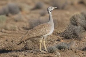 Image of a Karoo Korhaan in its natural habitat