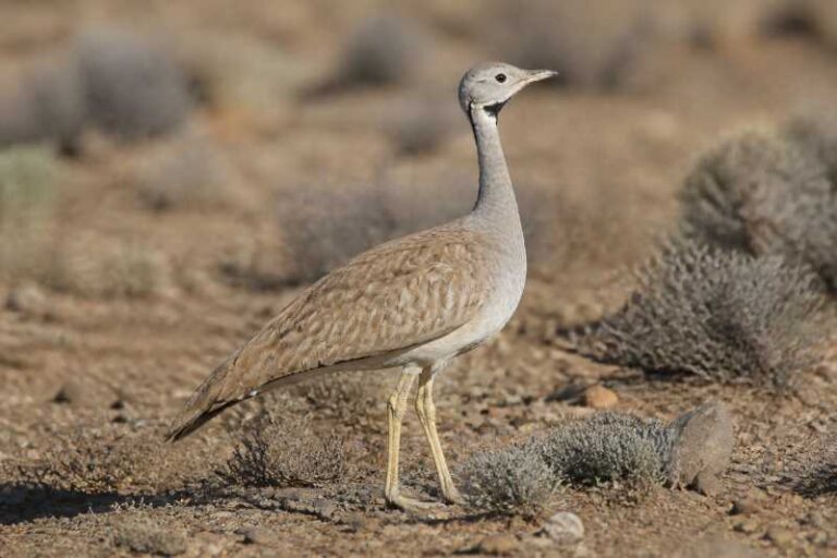 Image of a Karoo Korhaan in its natural habitat