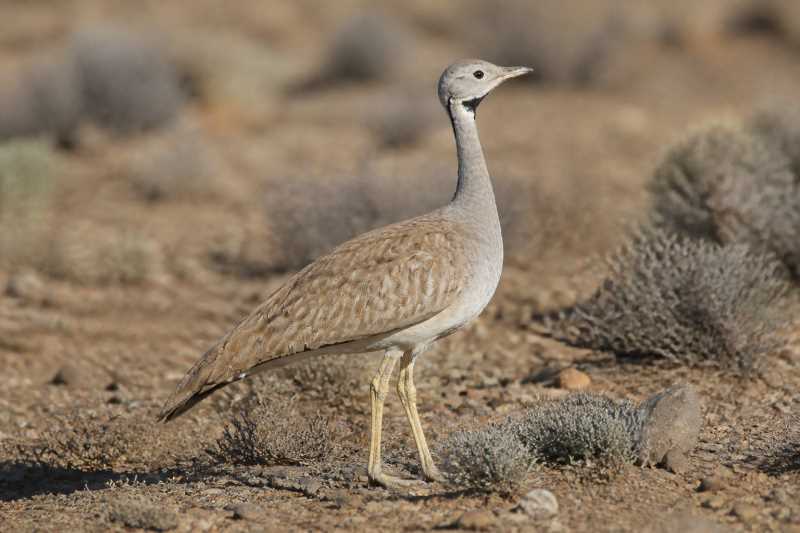Image of a Karoo Korhaan in its natural habitat