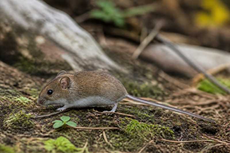 Image of a Kashmir Birch Mouse in its natural habitat