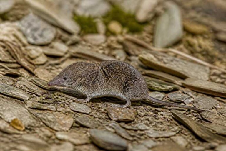 Image of a Kashmir Shrew in its natural habitat