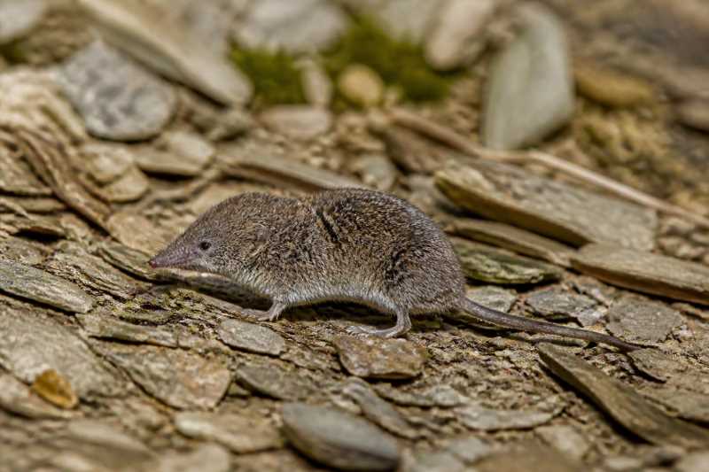 Image of a Kashmir Shrew in its natural habitat