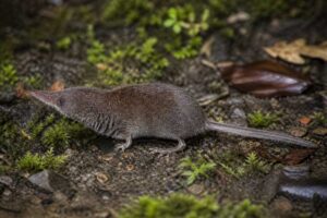 Image of a Katinka's White-toothed Shrew in its natural habitat
