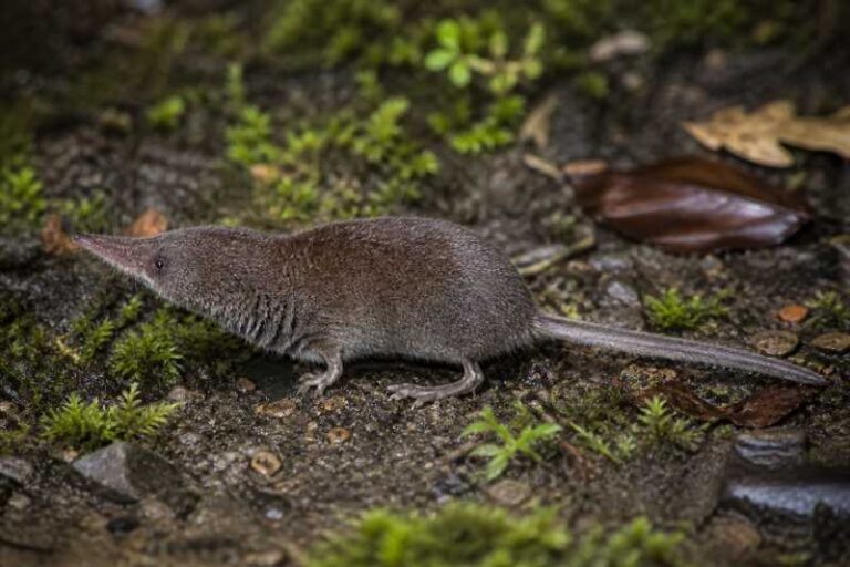 Image of a Katinka's White-toothed Shrew in its natural habitat