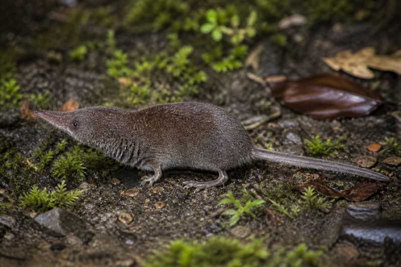 Image of a Katinka's White-toothed Shrew in its natural habitat