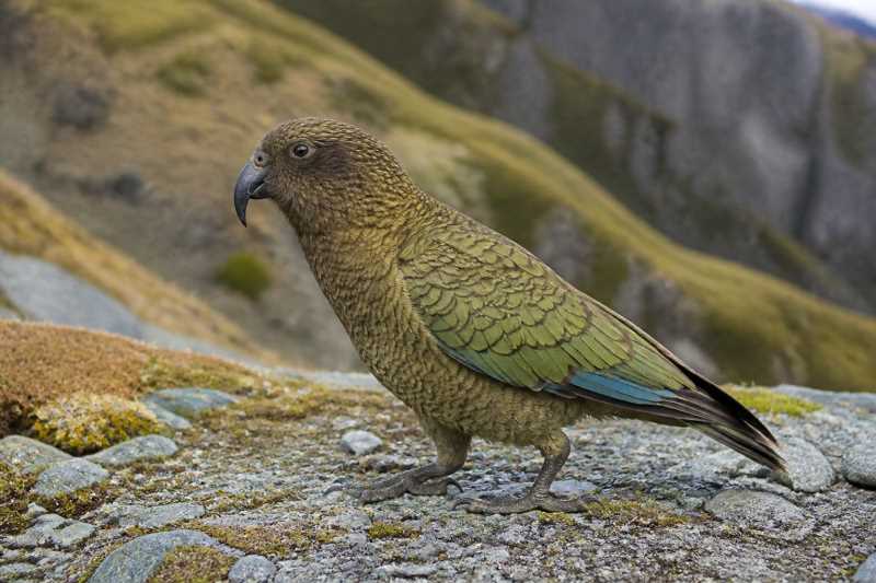 Image of a Kea in its natural habitat