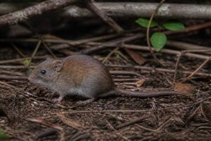 Image of a Keays's Rice Rat in its natural habitat