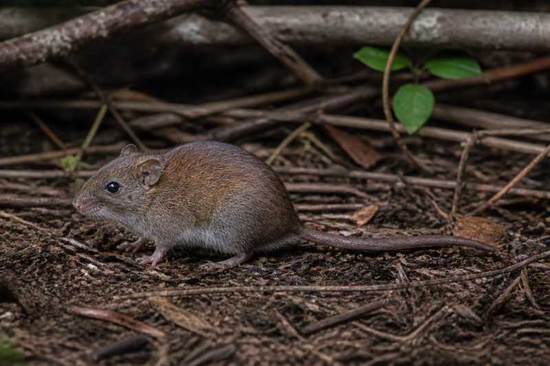 Image of a Keays's Rice Rat in its natural habitat