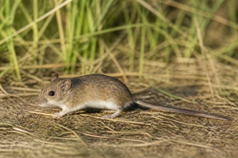 Image of a Kemp's Grass Mouse in its natural habitat
