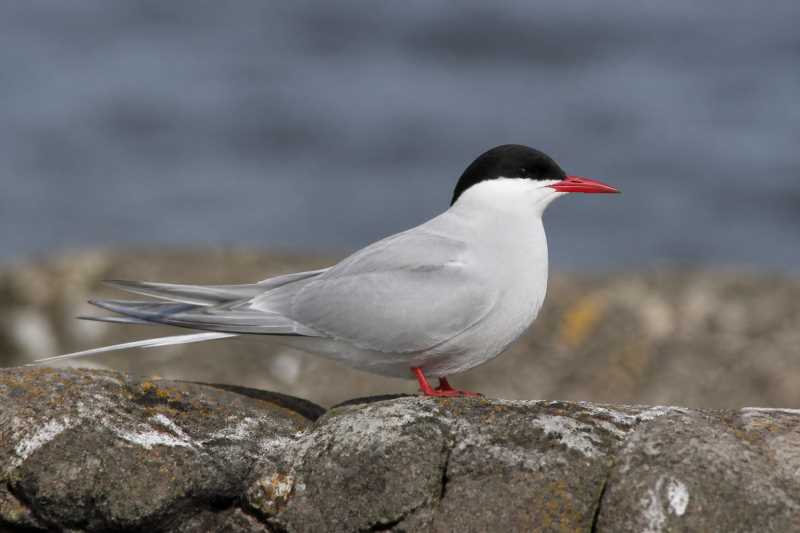 Image of a Kerguelen Tern in its natural habitat