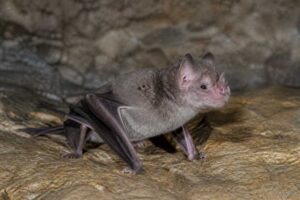 Image of a Kingston's Roundleaf Bat in its natural habitat