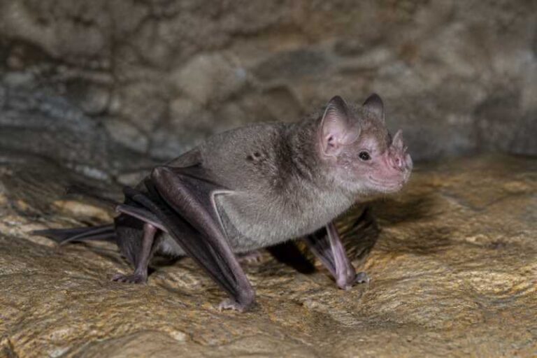 Image of a Kingston's Roundleaf Bat in its natural habitat