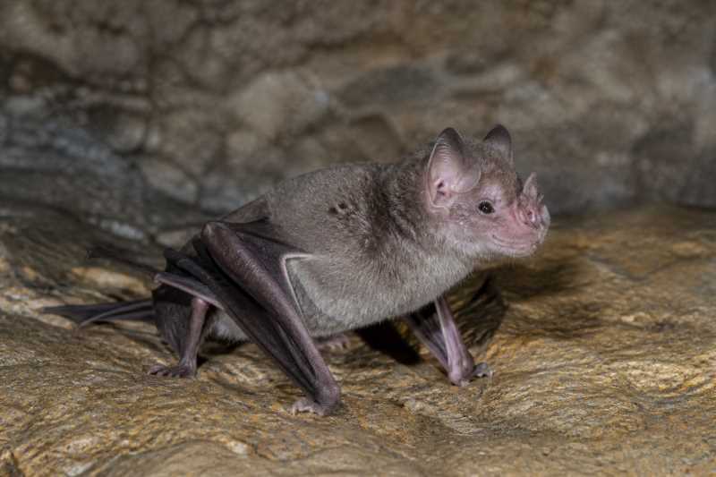 Image of a Kingston's Roundleaf Bat in its natural habitat
