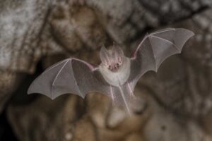 Image of a Knud's Horseshoe Bat in its natural habitat