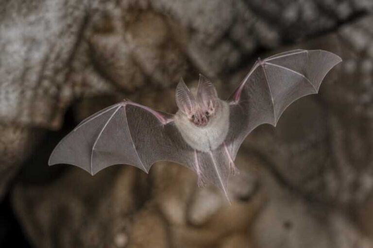 Image of a Knud's Horseshoe Bat in its natural habitat